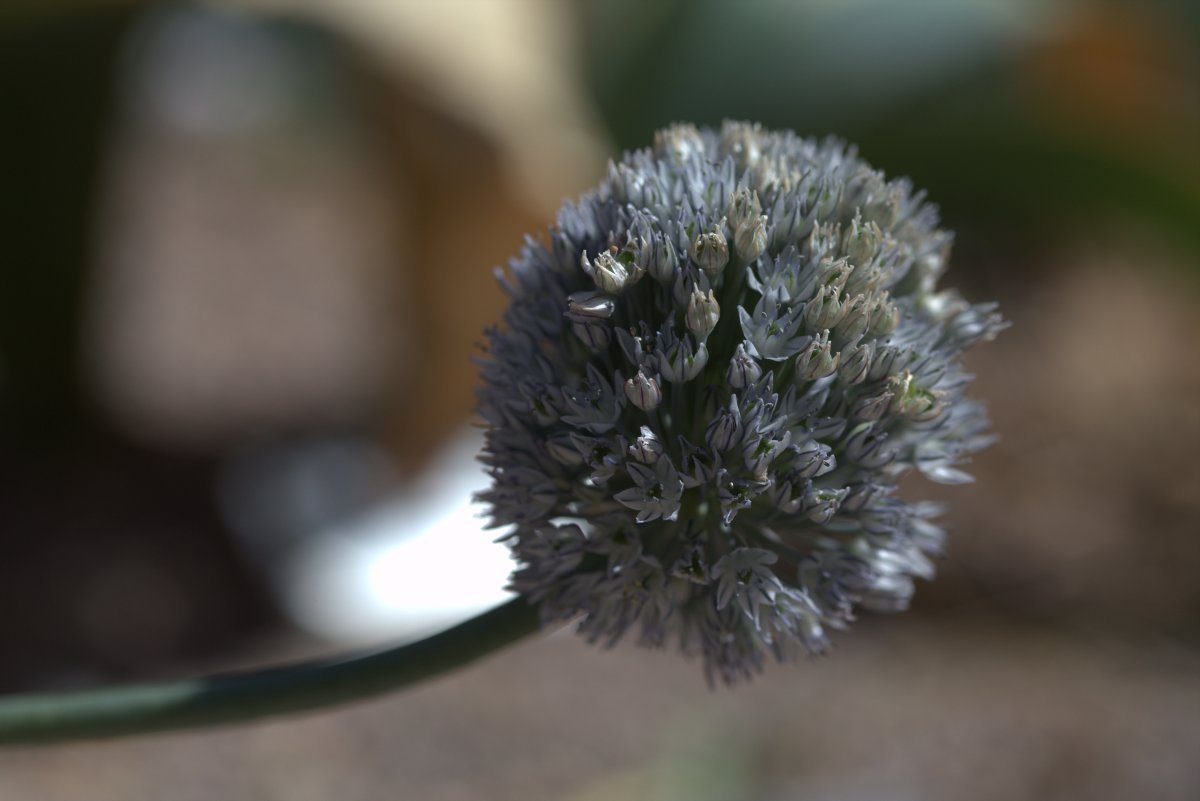 Лук декоративный Азуреум - фото 6