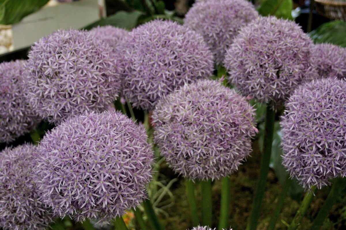 Лук декоративный Глоубмастер - фото 7