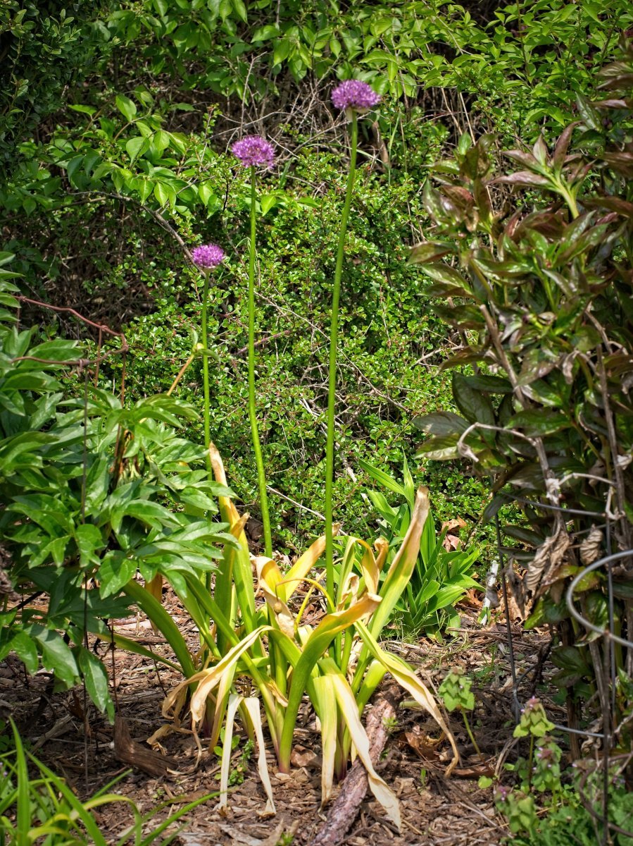 Лук декоративный Глоубмастер - фото 2