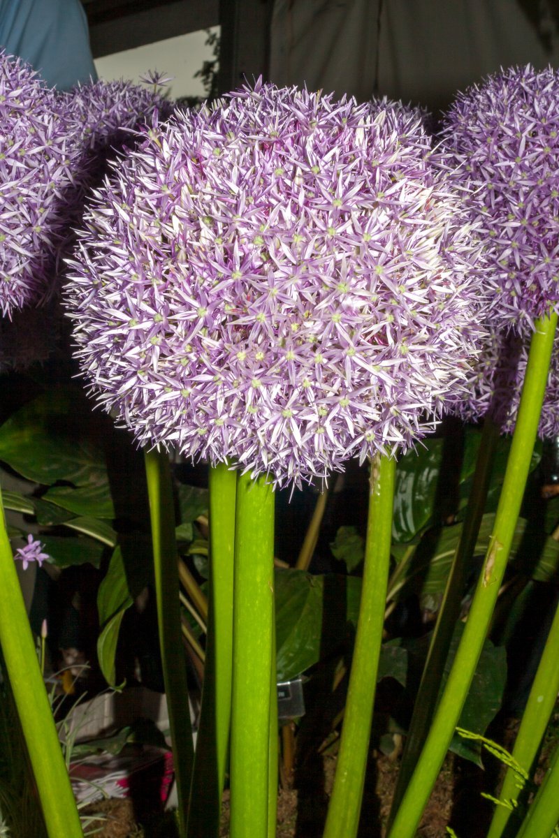 Лук декоративный Глоубмастер - фото 4