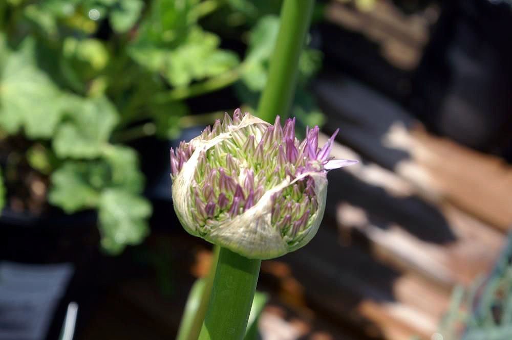 Лук декоративный Глоубмастер - фото 5