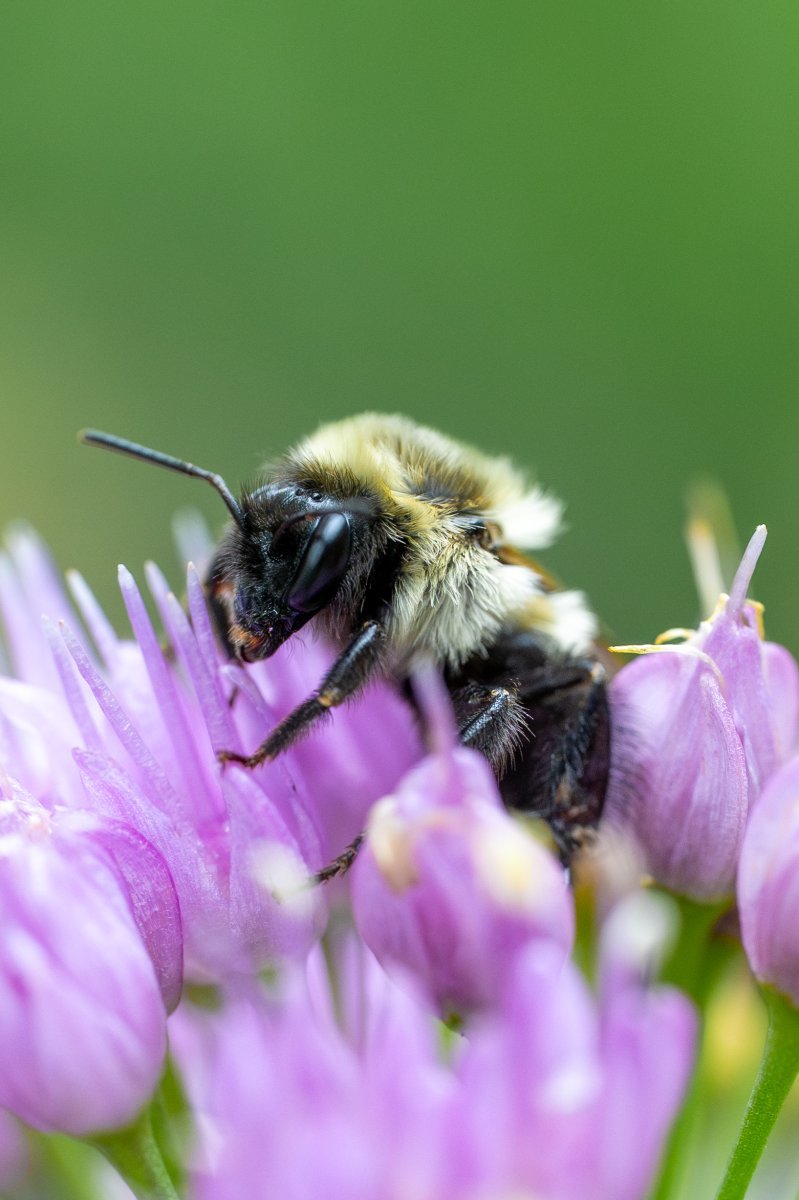 Лук декоративный Хаер - фото 3