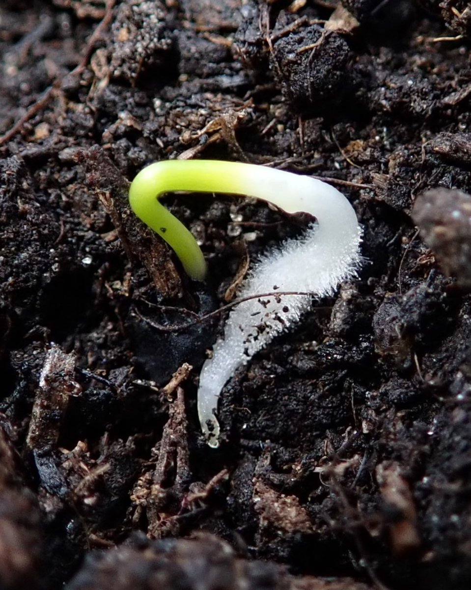 Лук декоративный Хаер - фото 2