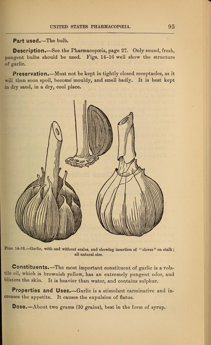 Лук декоративный Хаер