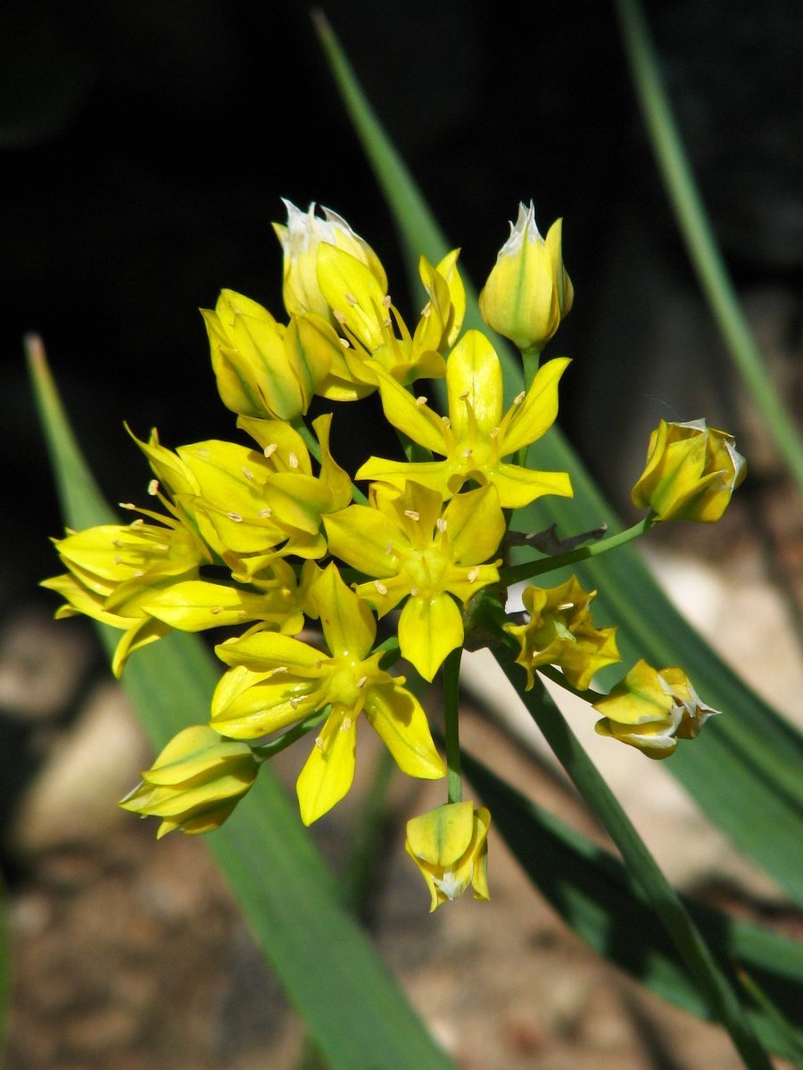 Лук декоративный Молли - фото 8