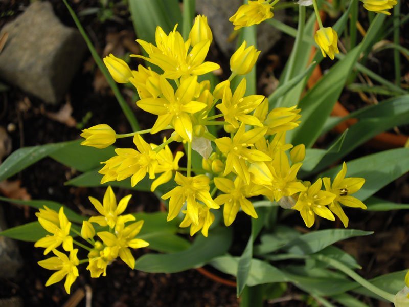 Лук декоративный Молли - фото 9