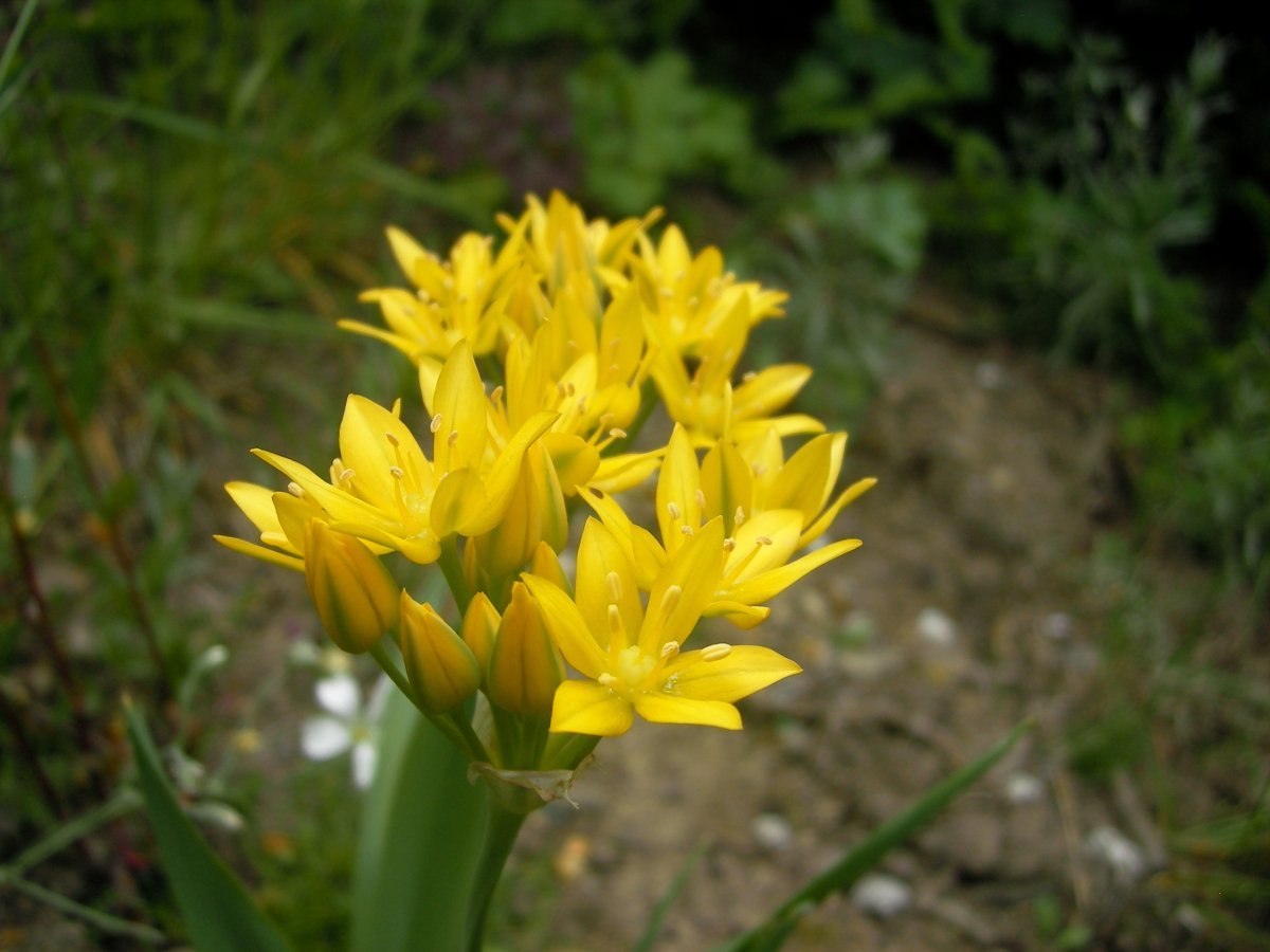 Лук декоративный Молли