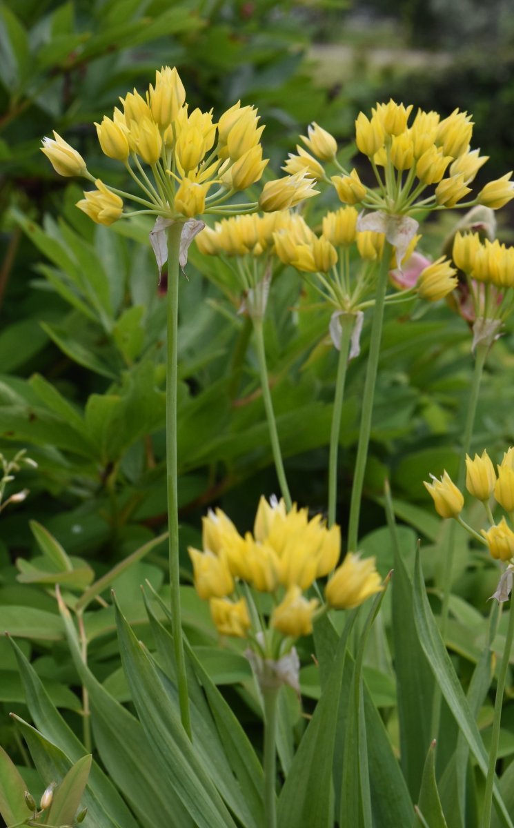 Лук декоративный Молли - фото 10