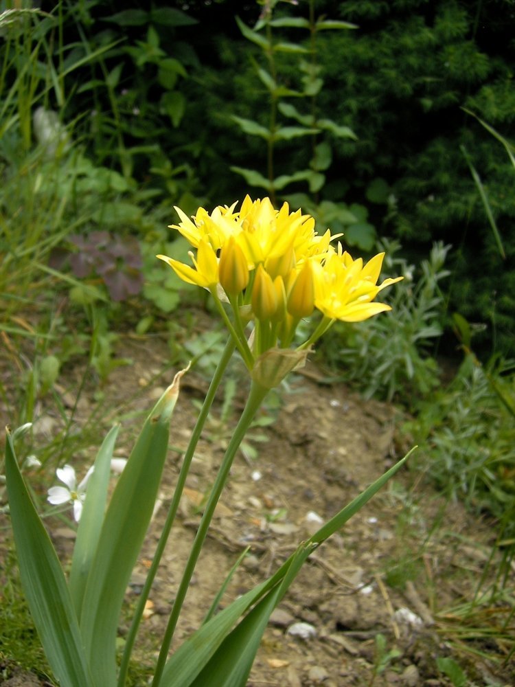 Лук декоративный Молли - фото 3