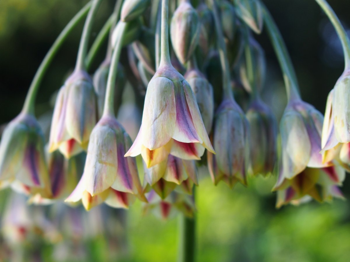 Лук декоративный Сикулум - фото 6