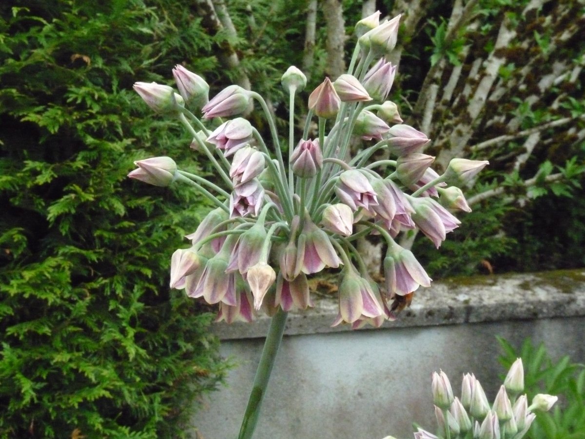 Лук декоративный Сикулум - фото 3