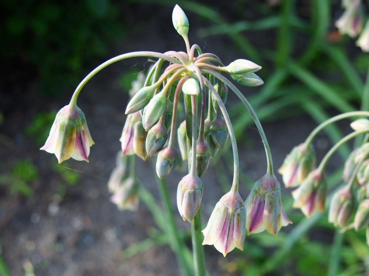 Лук декоративный Сикулум - фото 5