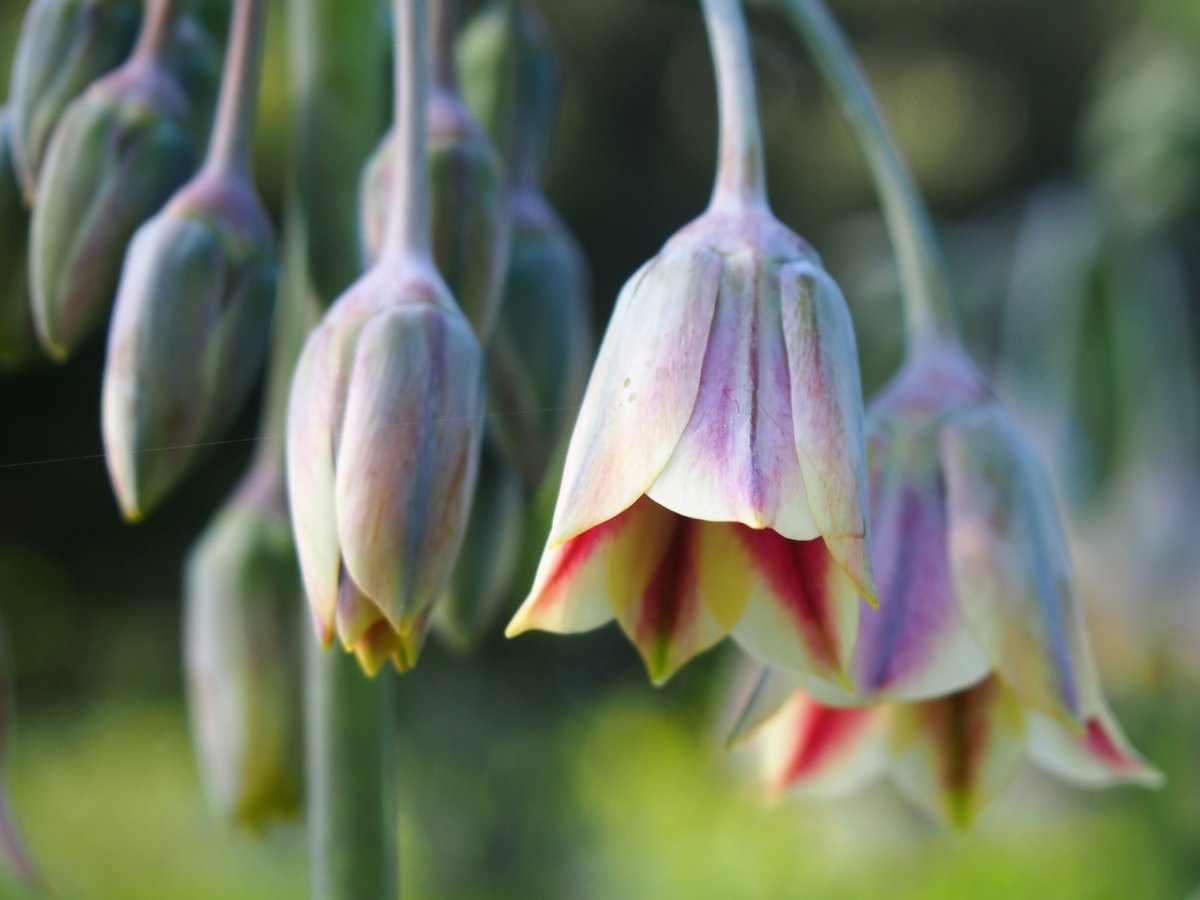 Лук декоративный Сикулум - фото 7