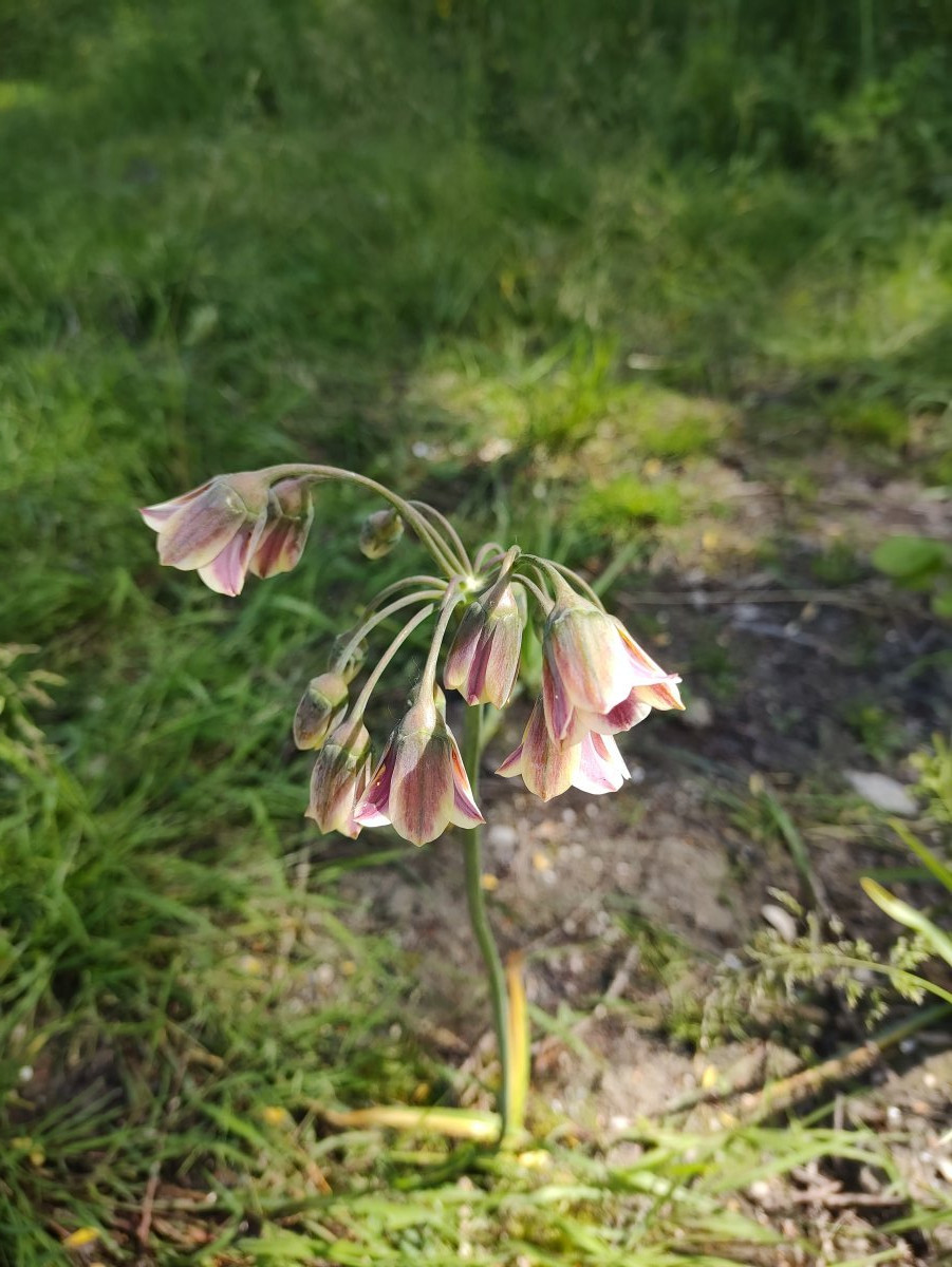 Лук декоративный Сикулум - фото 2