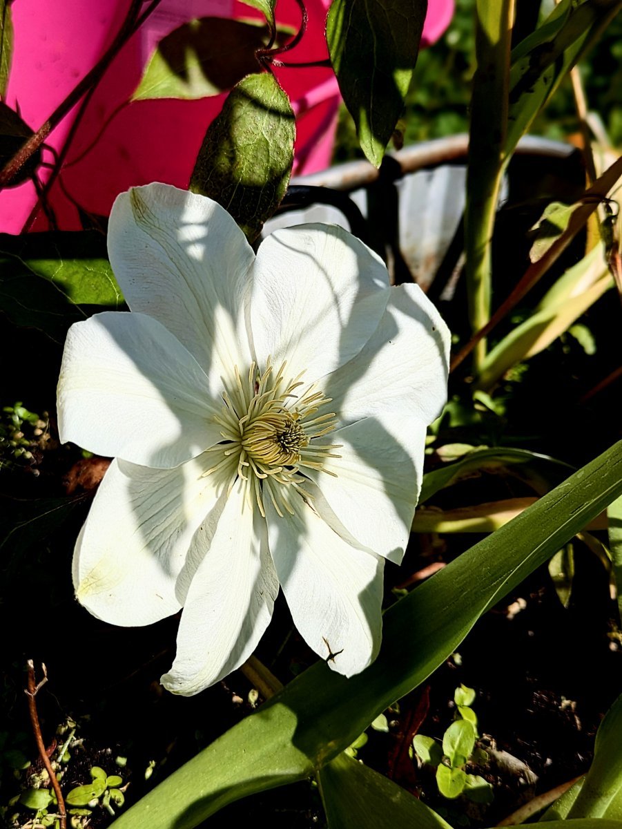 Клематис фиолетовый - фото 6