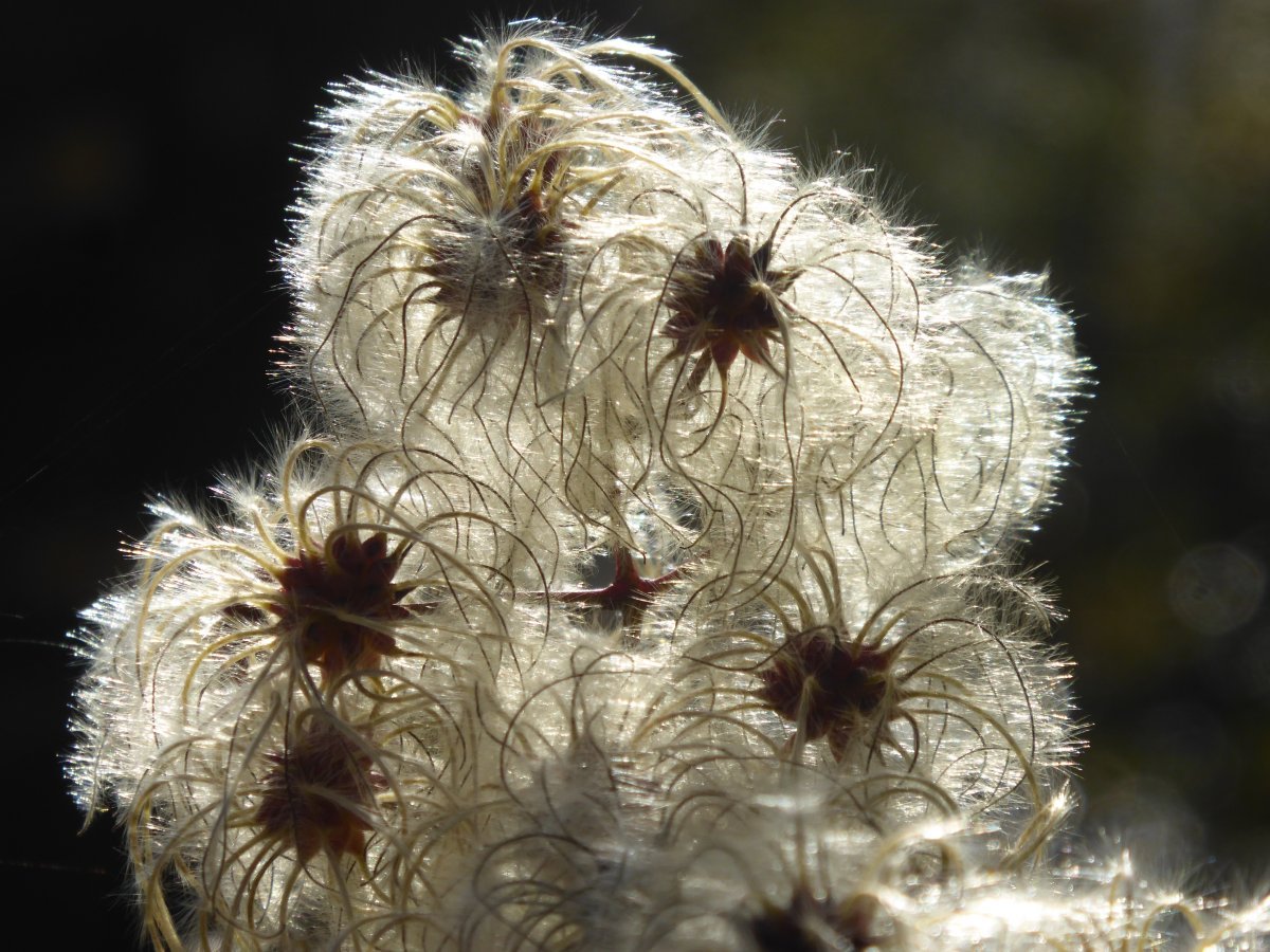 Клематис фиолетовый - фото 7