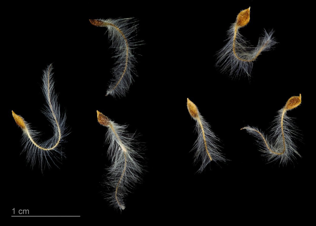 Клематис фиолетовый - фото 11