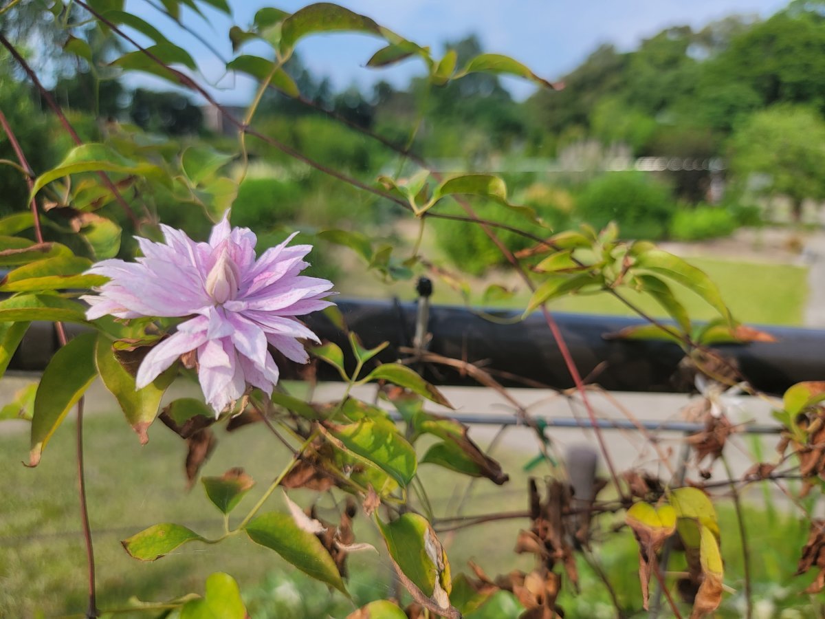 Клематис фиолетовый