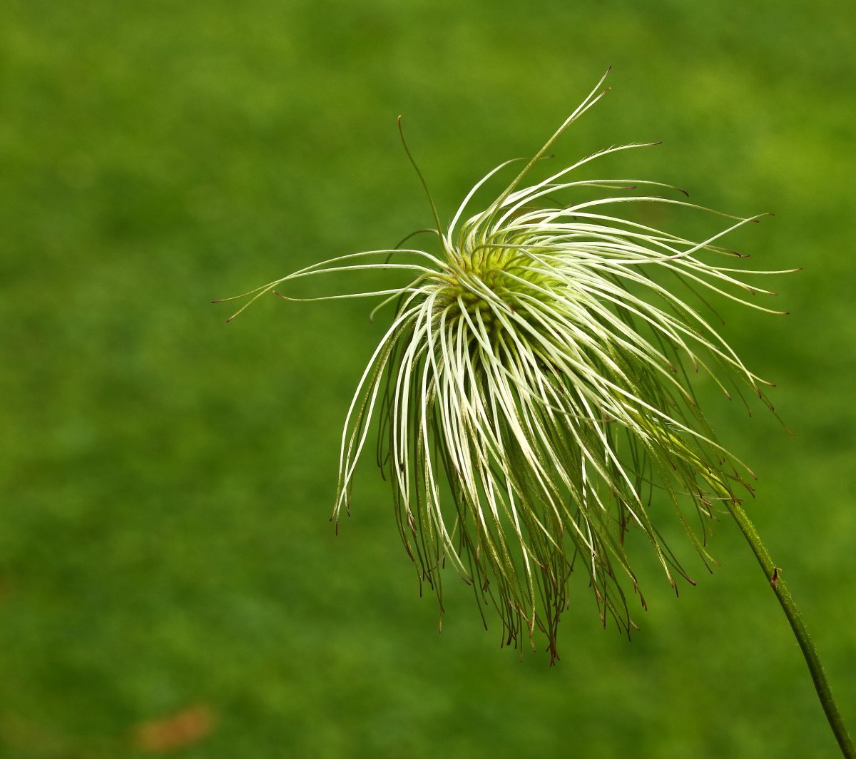 Клематис фиолетовый - фото 10