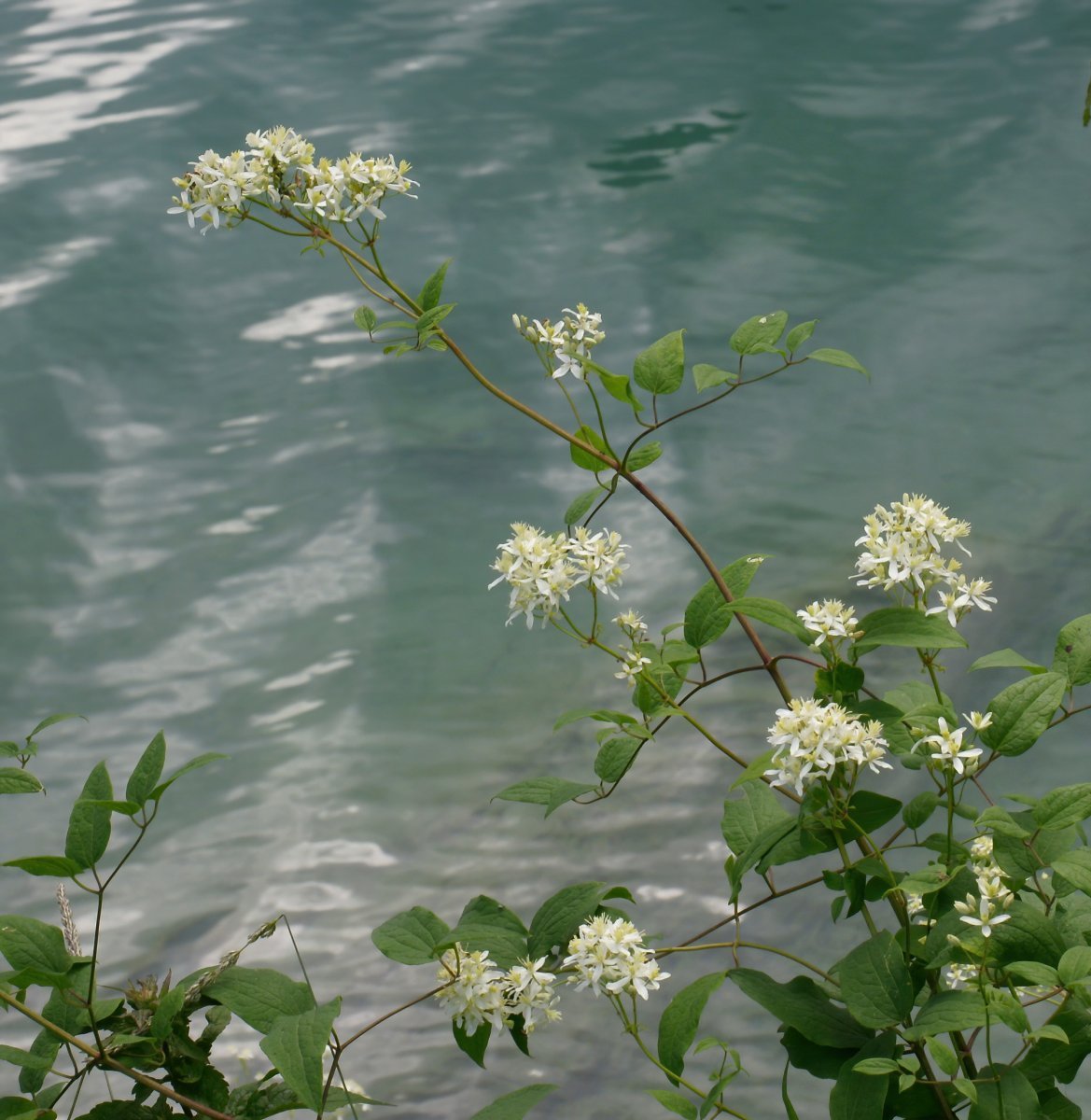 Клематис фиолетовый - фото 9