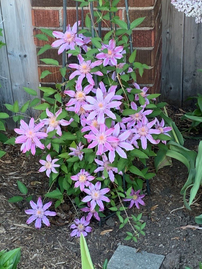 Клематис фиолетовый - фото 8