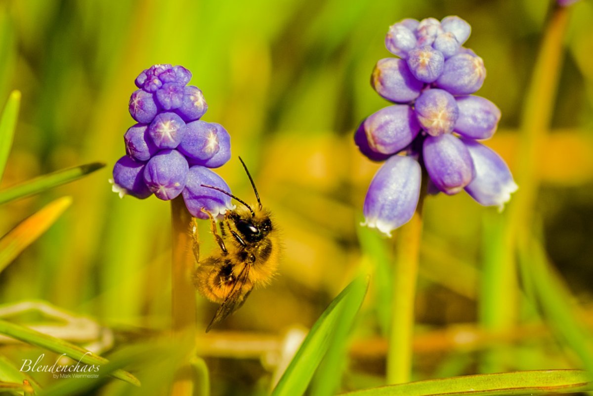Мускари Неглектум - фото 7