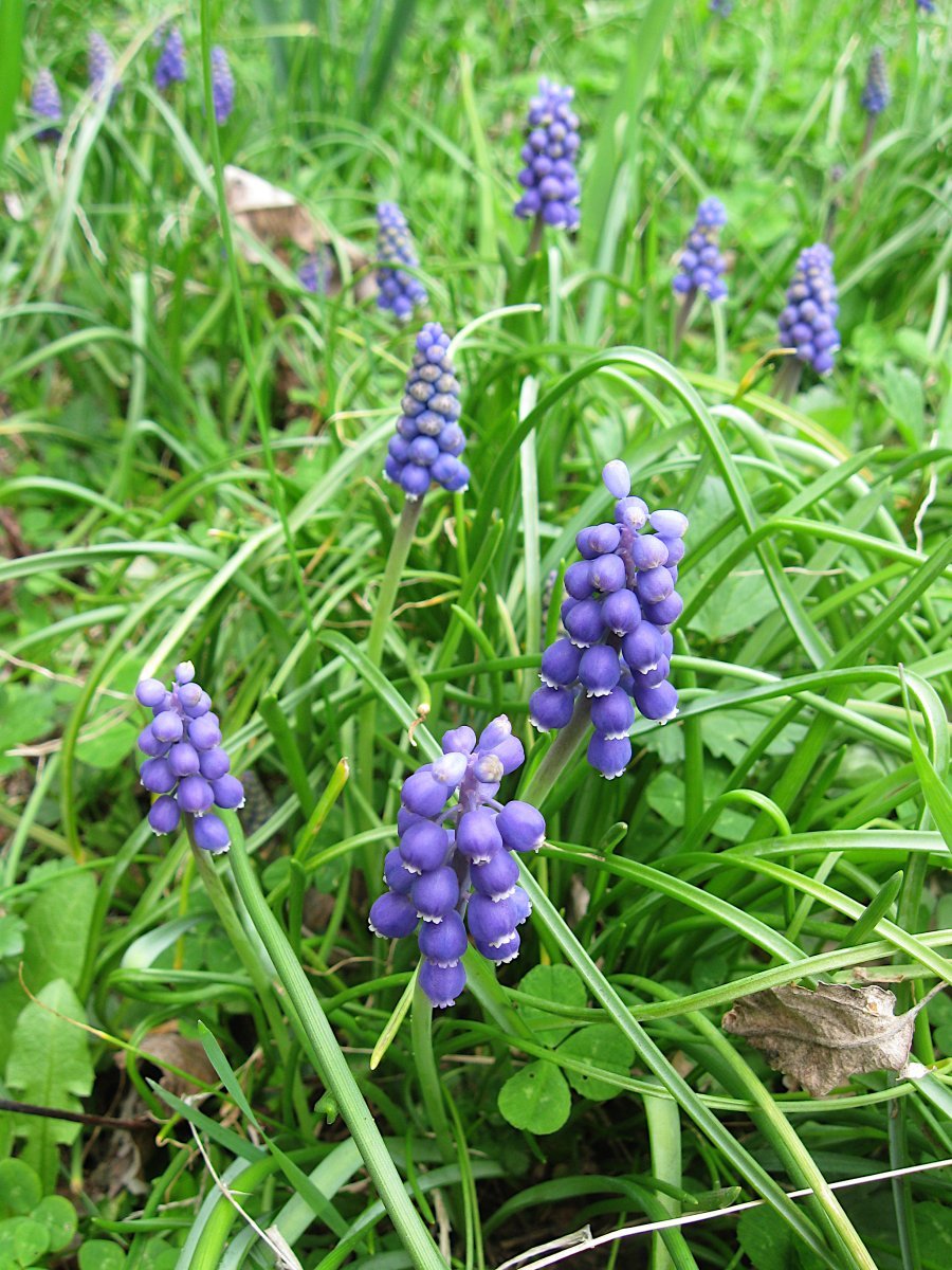 Мускари Неглектум - фото 4