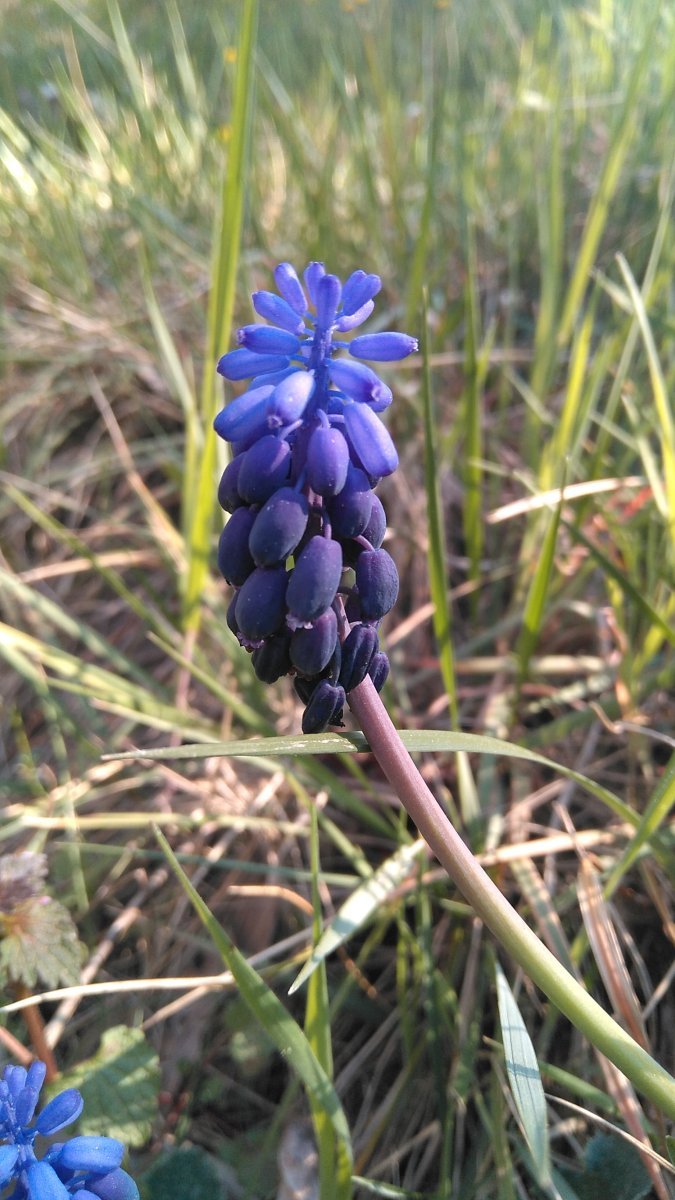 Мускари Неглектум - фото 10