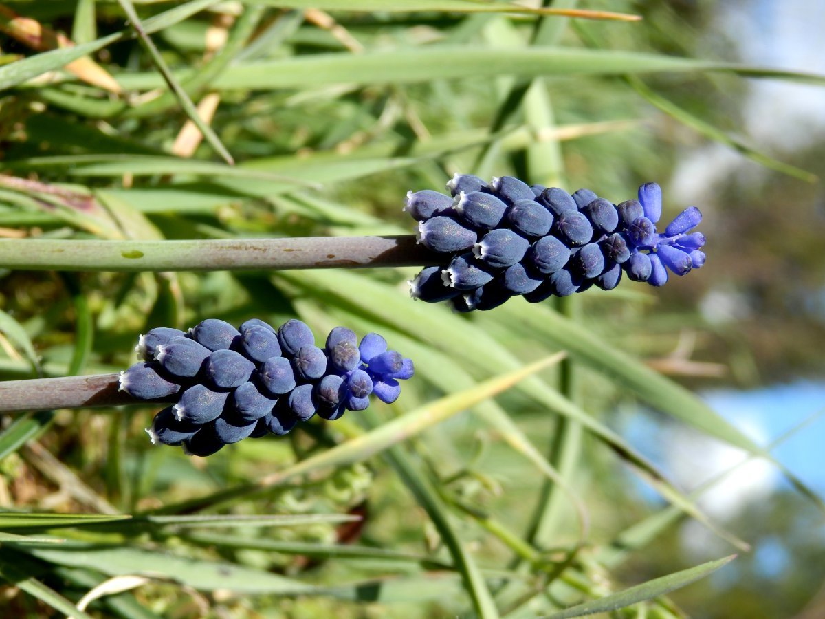 Мускари Неглектум - фото 3