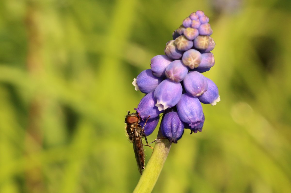 Мускари Неглектум - фото 2