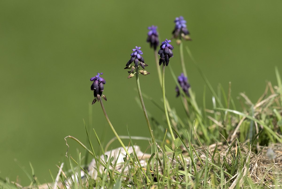Мускари Неглектум - фото 5