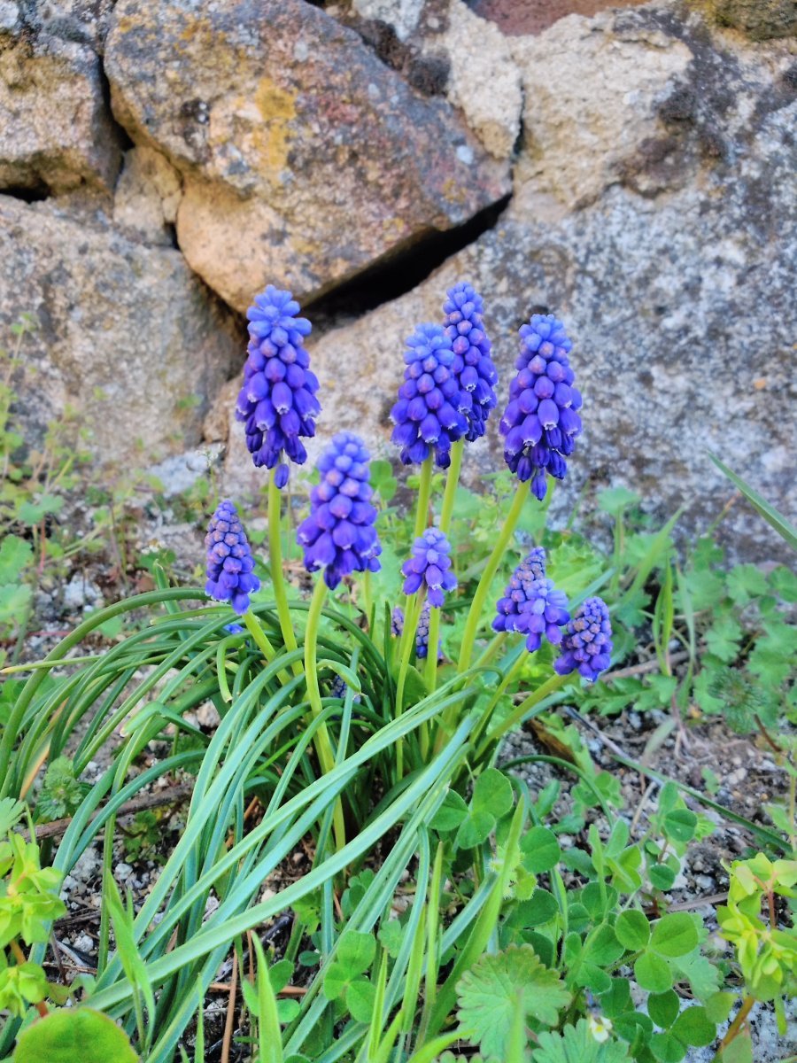 Мускари Неглектум