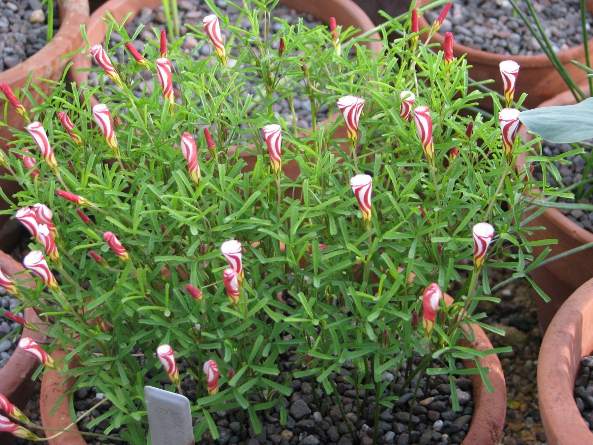 Оксалис Версиколор