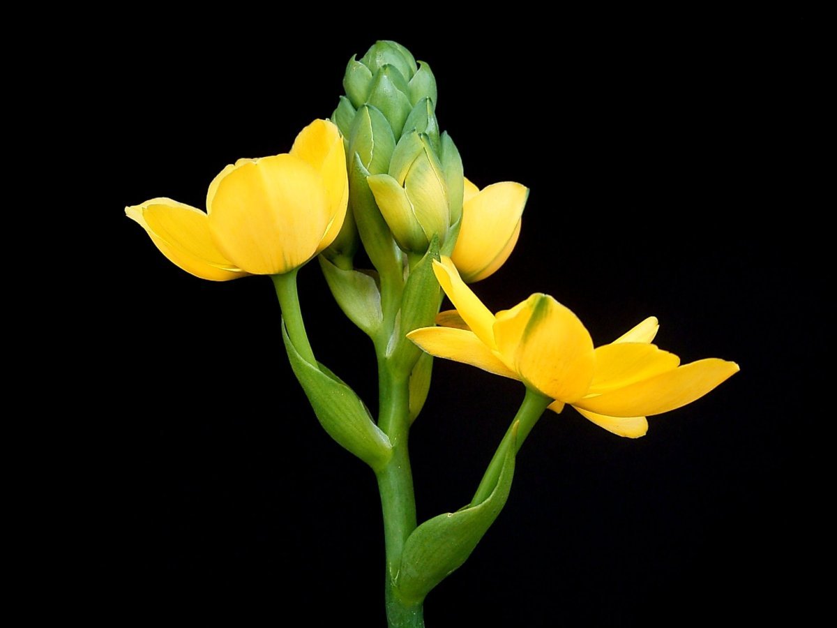 Птицемлечник Dubium - фото 2