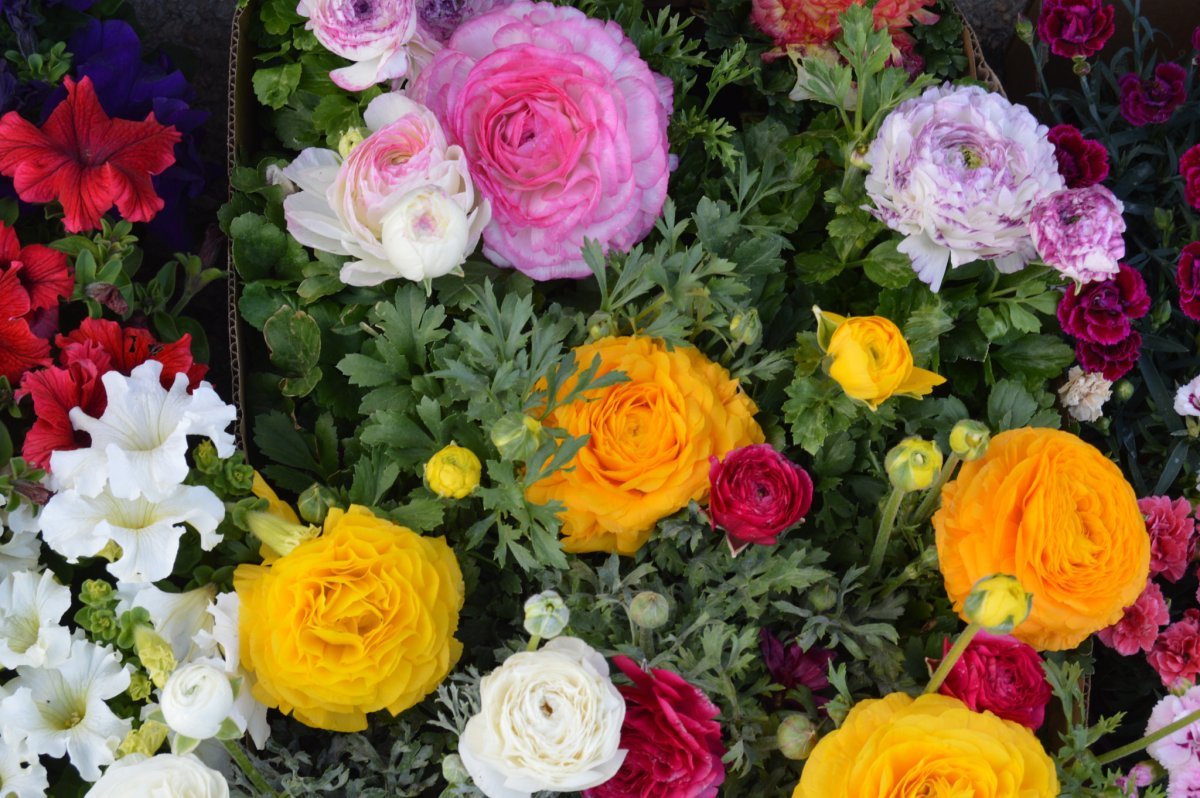 Ранункулюс микс