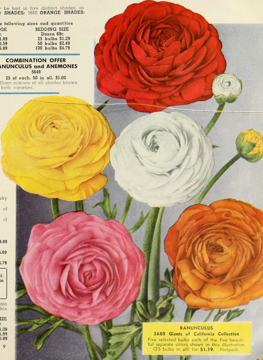 Ранункулюс микс - фото 3