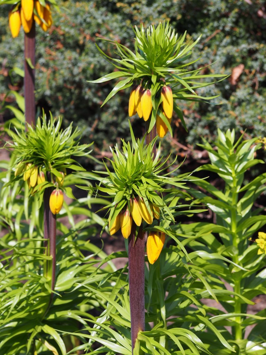 Рябчик императорский Страйпед Бьюти