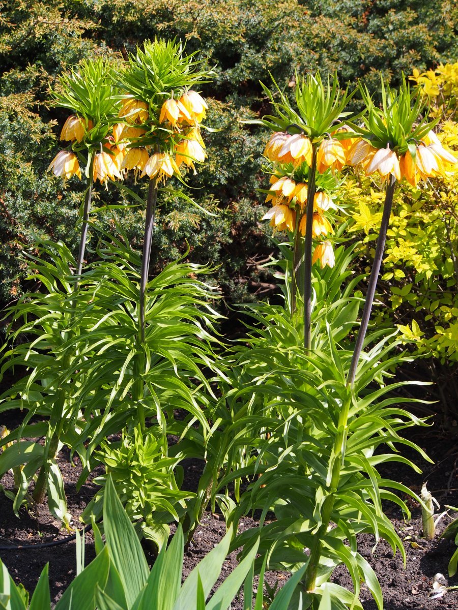 Рябчик императорский Страйпед Бьюти - фото 4