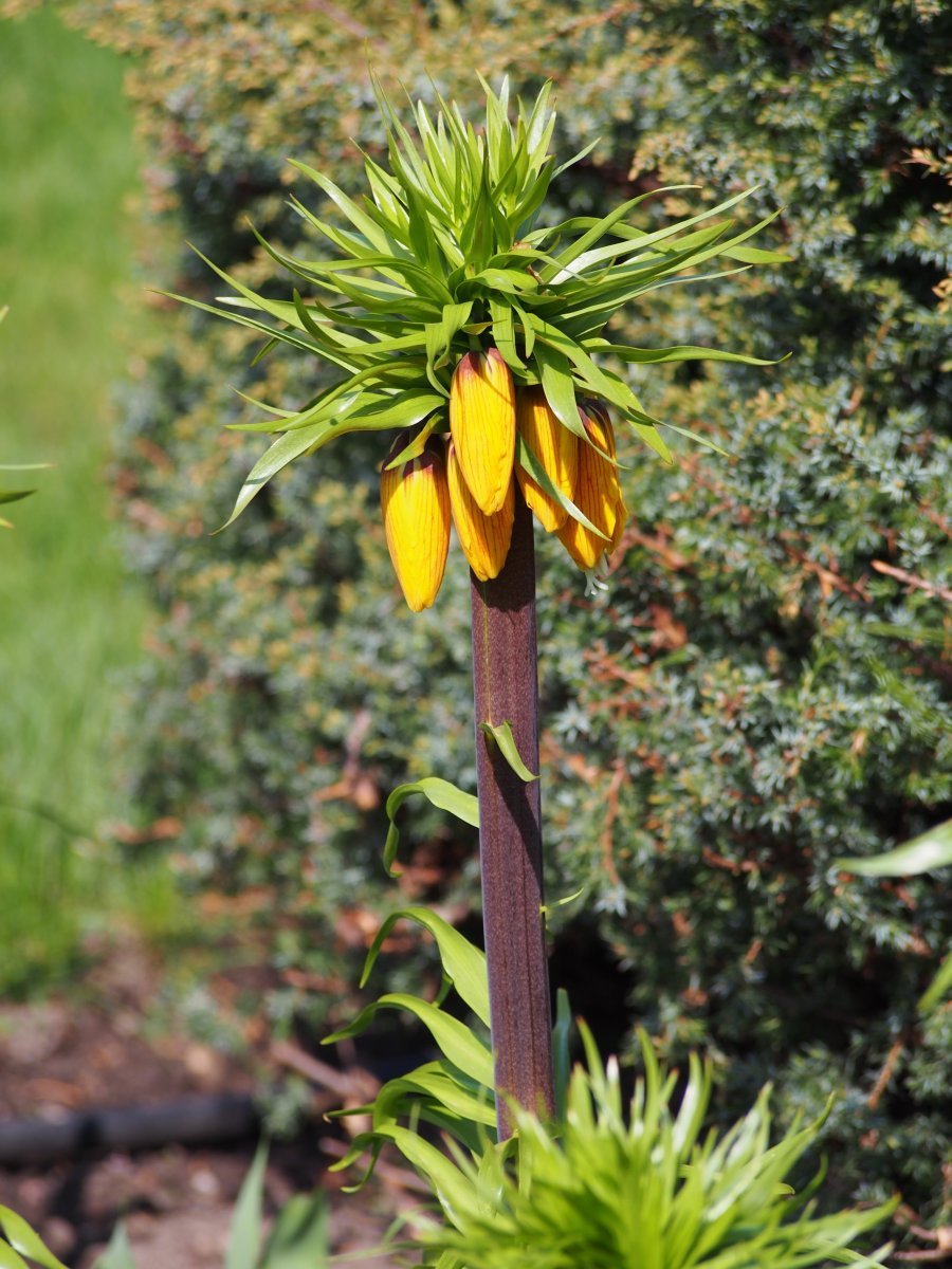 Рябчик императорский Страйпед Бьюти - фото 2