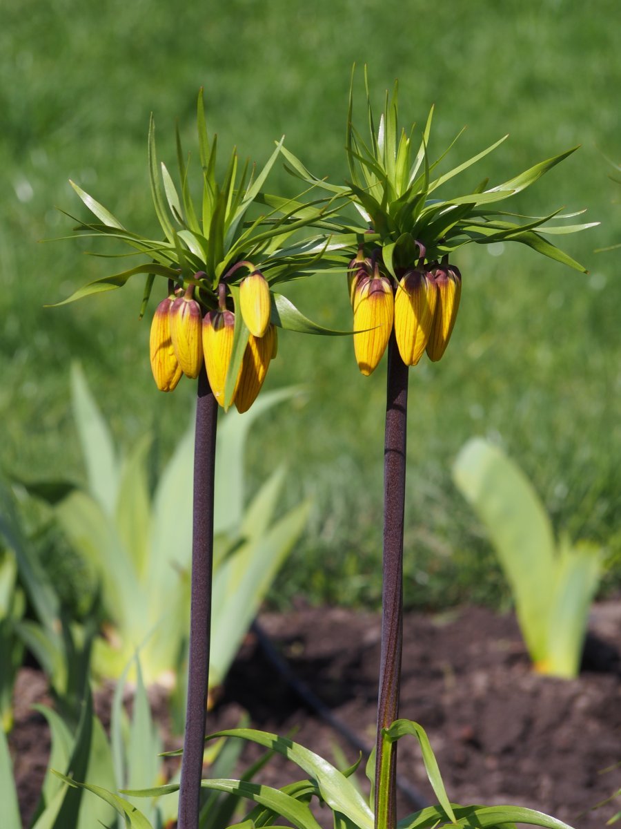 Рябчик императорский Страйпед Бьюти - фото 3