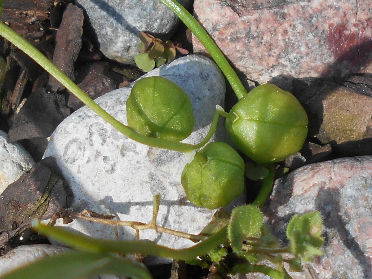 Сцилла Сиберика Альба - фото 4