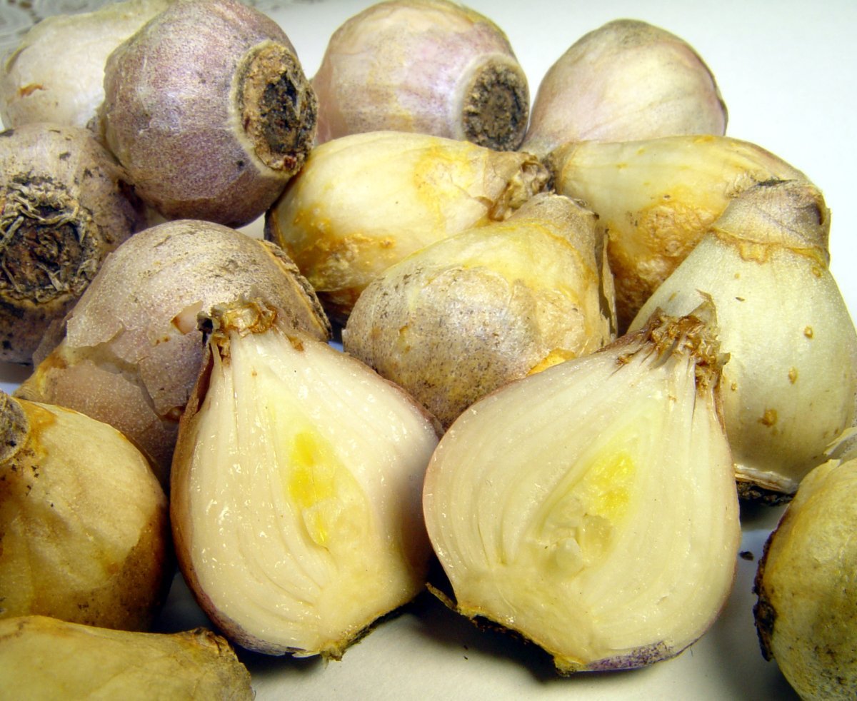 Сцилла Сиберика Альба - фото 6