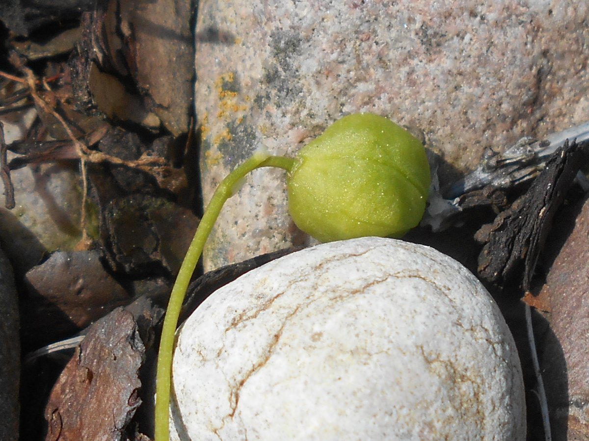 Сцилла Сиберика Альба - фото 5