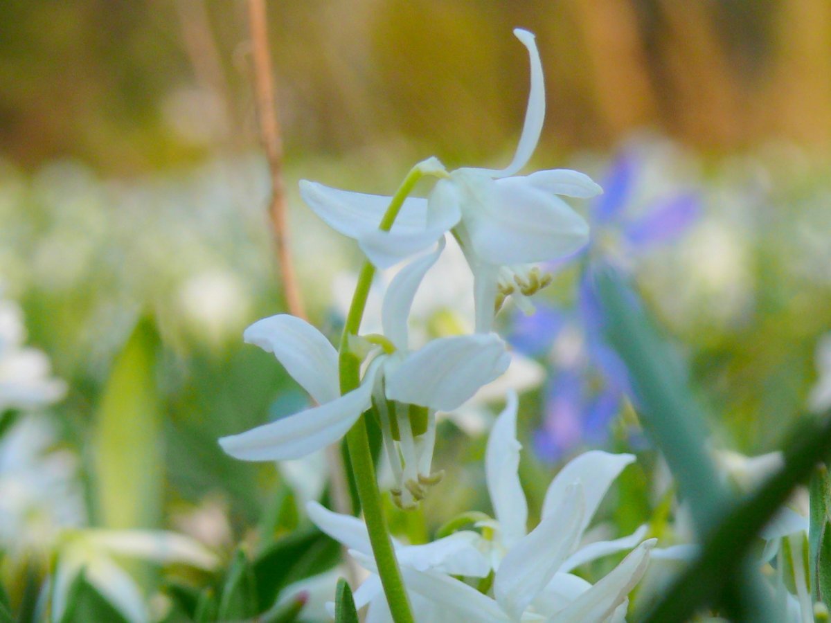 Сцилла Сиберика Альба - фото 2