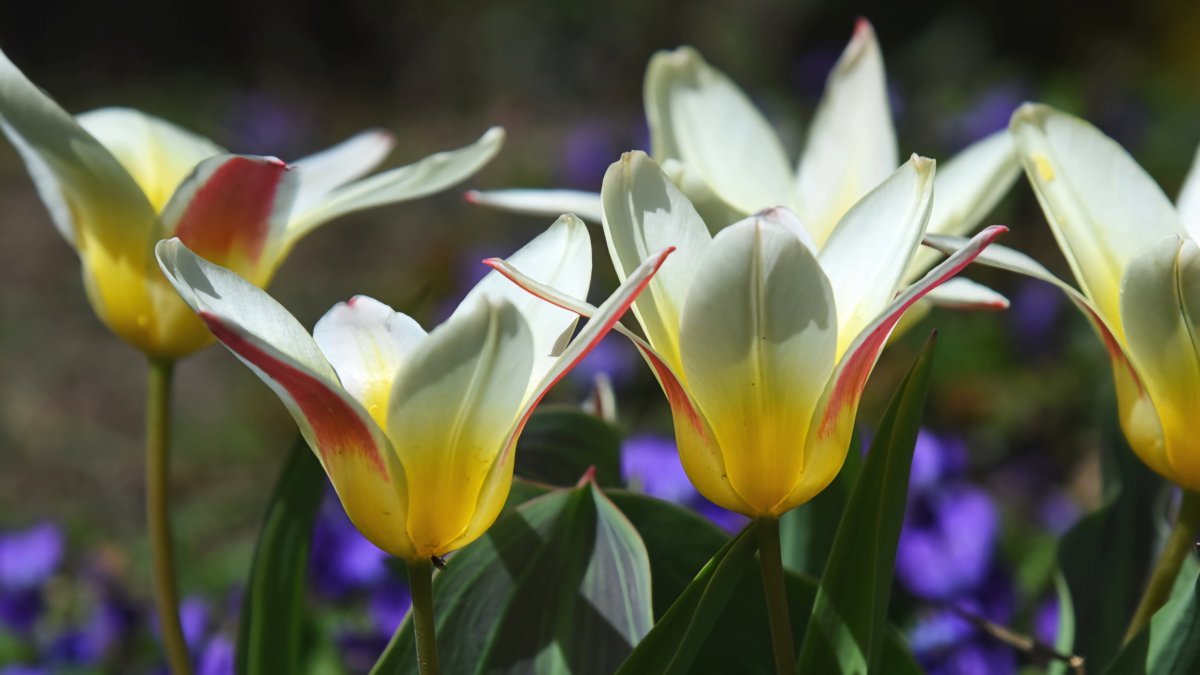 Тюльпан Брест - фото 2