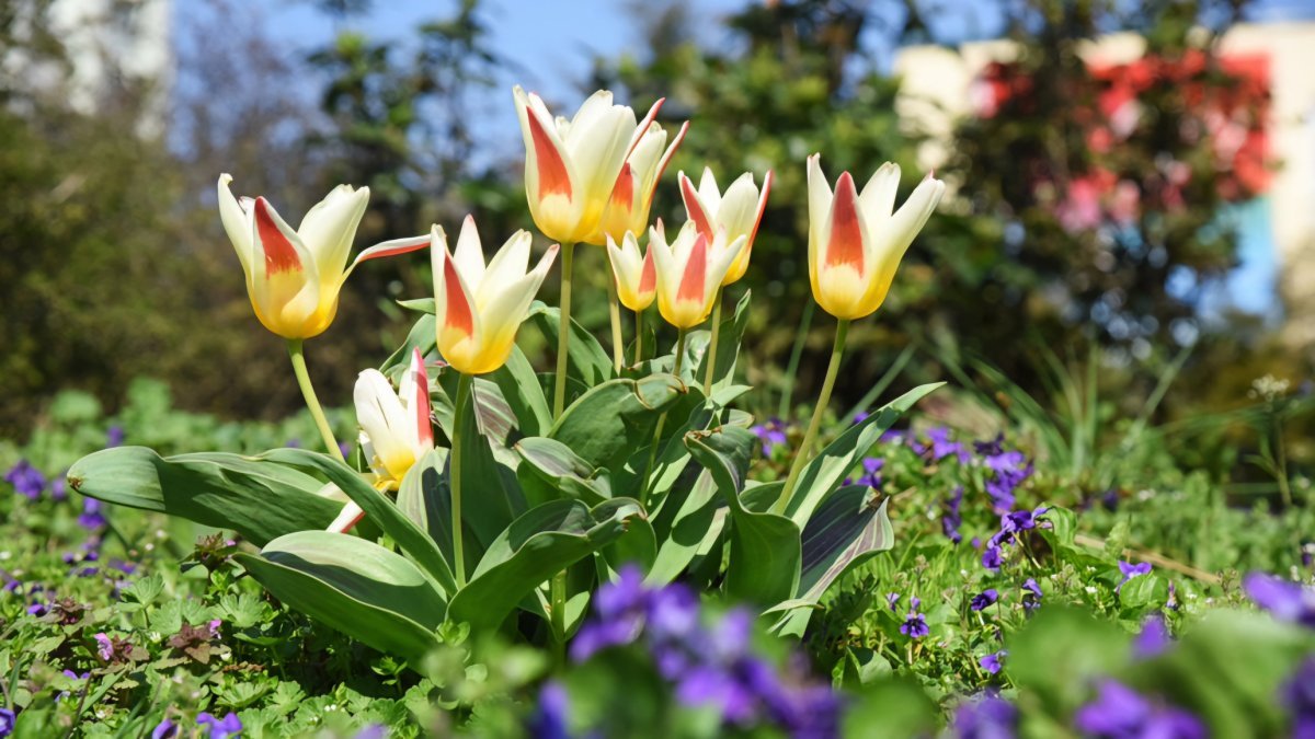 Тюльпан Брест