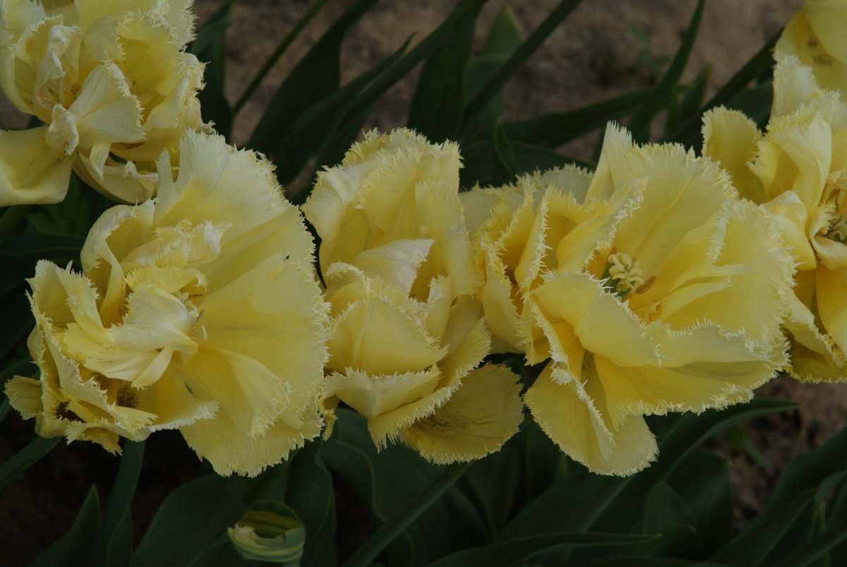 Тюльпан Экзотик Сан бахромчатые