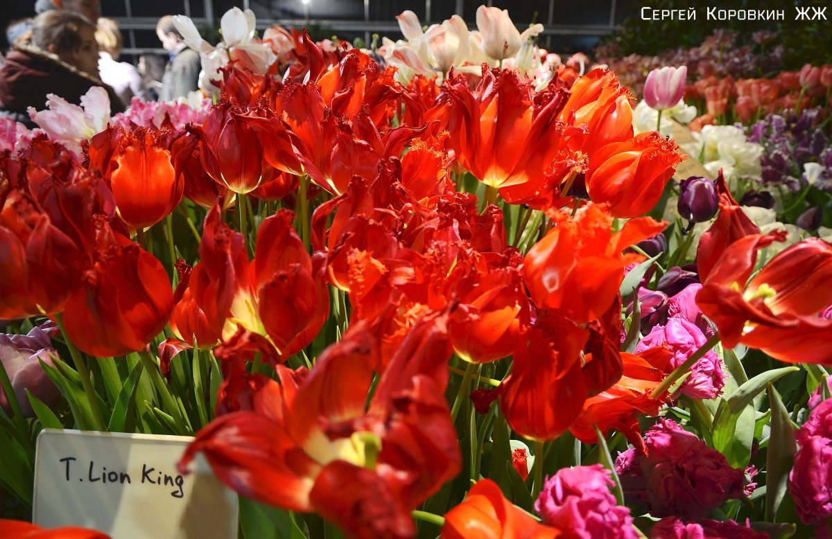 Тюльпан Лион Кинг бахромчатый