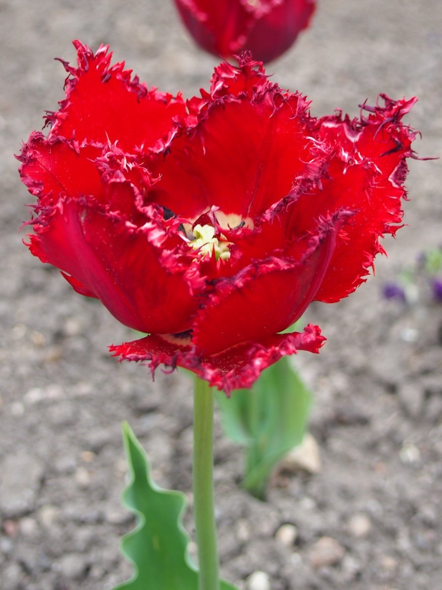 Тюльпан Барбадос бахромчатый - фото 4