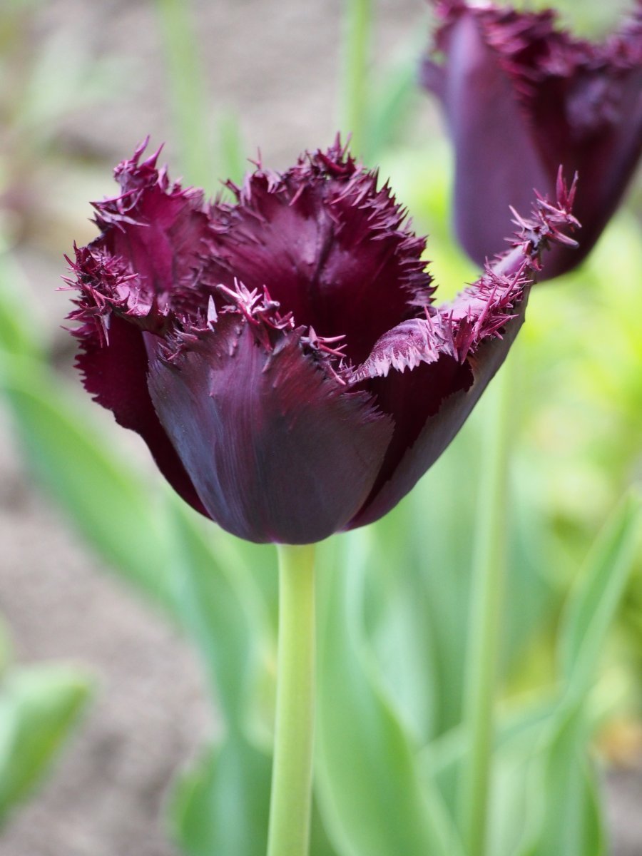 Тюльпан Блэк Джевел бахромчатый - фото 2